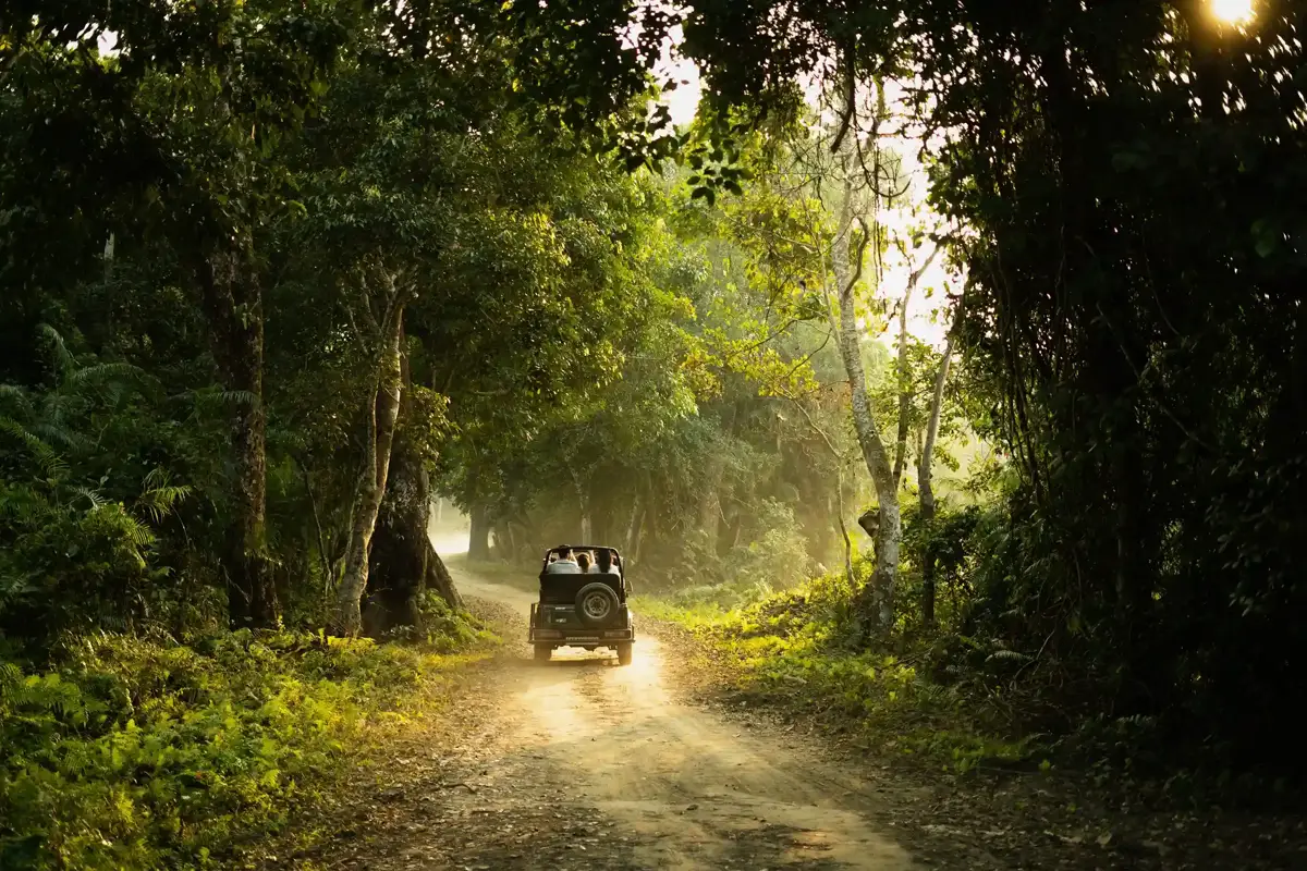 Ride Beyond the Roads: Explore Munnar by Jeep