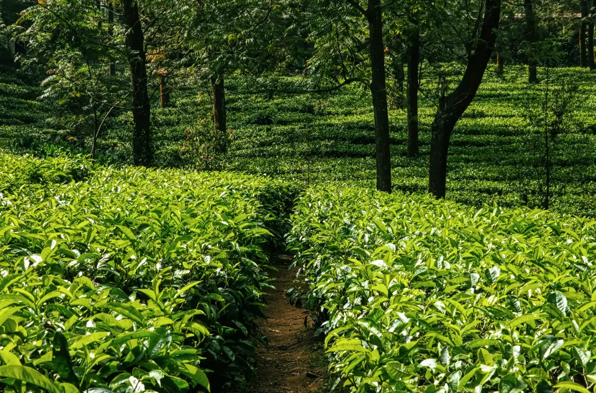 A Beautiful Cardamom Plantation Walk in Munnar