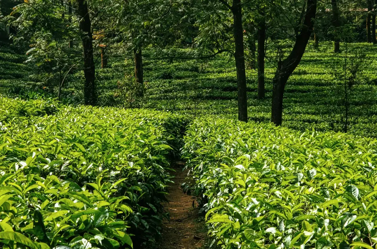 Walk Through the Lush