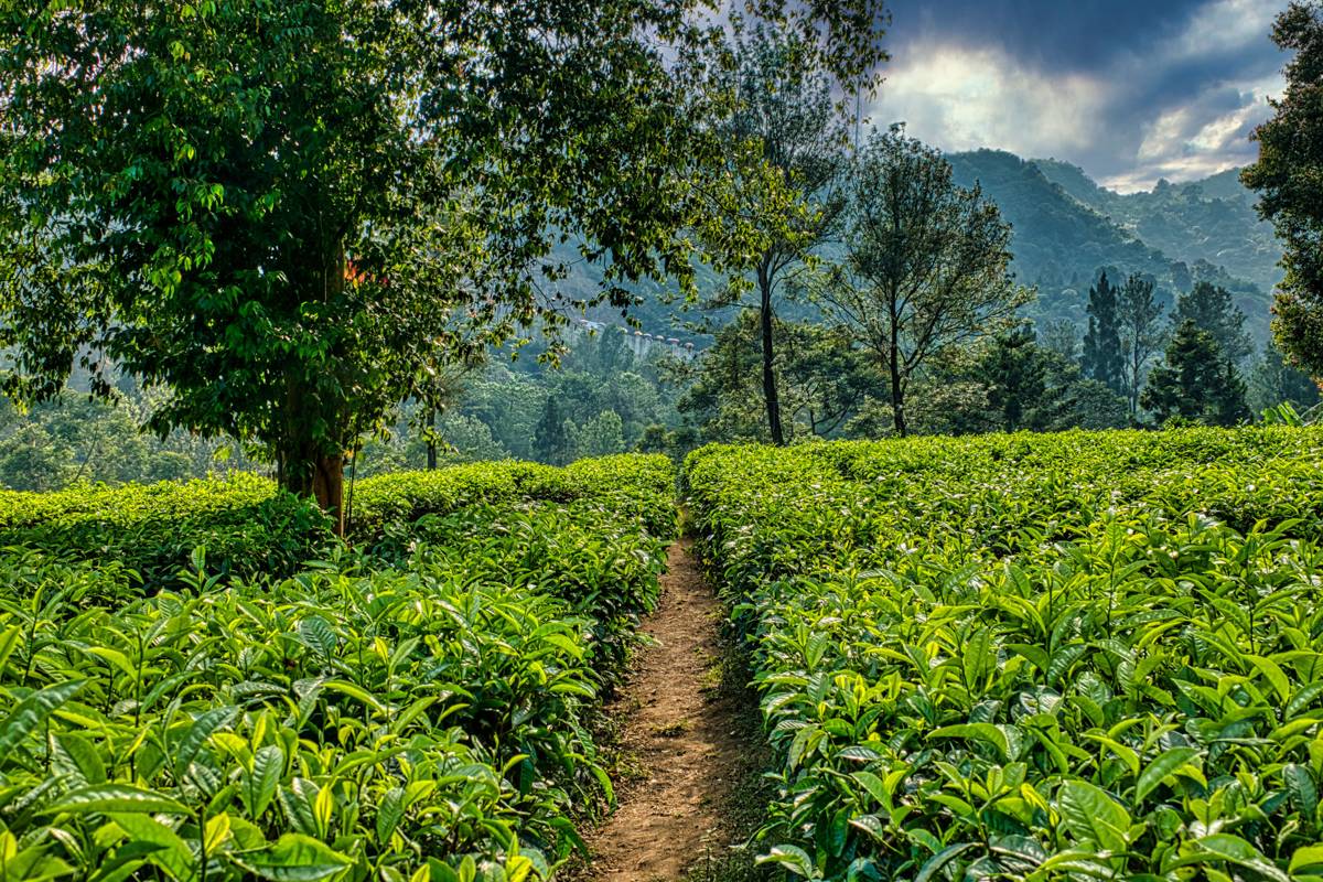 Best Places to Visit in Munnar: